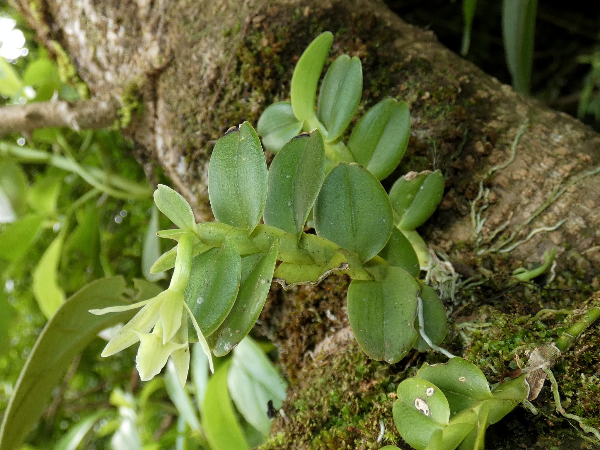 Epidendrum triangulabium Ames & C.Schweinf. 2