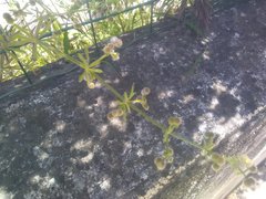 Galium aparine aparine