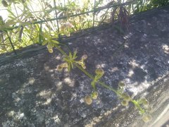 Galium aparine aparine