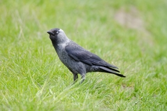 Corvus monedula