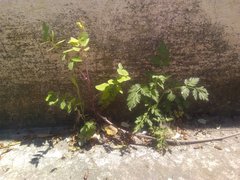 Sonchus tenerrimus tenerrimus