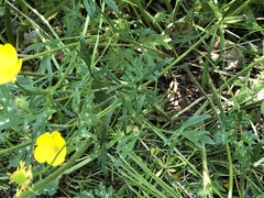 Ranunculus bulbosus