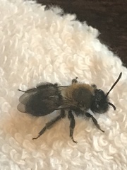 Andrena milwaukeensis