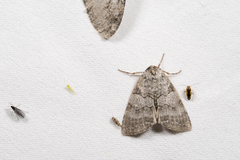 Parapsestis tomponis