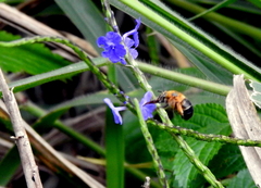 Amegilla pendleburyi