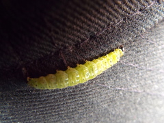 Tortrix viridana