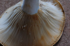 Lactifluus caeruleitinctus
