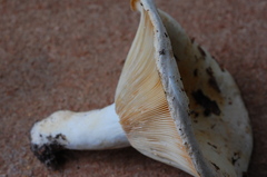 Lactifluus caeruleitinctus