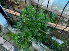 Talinum paniculatum