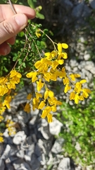 Cytisophyllum