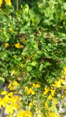 Cytisophyllum