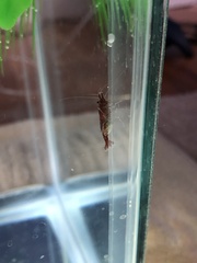 Neocaridina davidi
