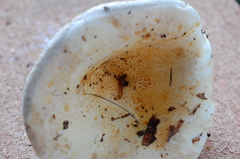 Lactifluus caeruleitinctus