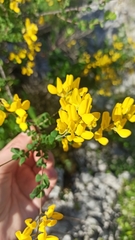 Cytisophyllum