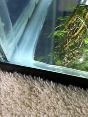 Neocaridina davidi
