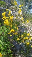 Cytisophyllum