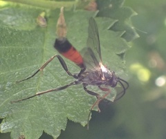 Limneriini