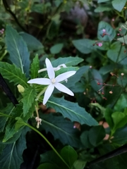 Hippobroma longiflora