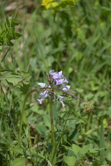 Orchis militaris