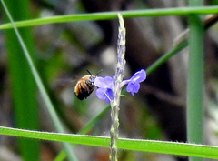 Amegilla pendleburyi