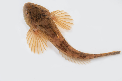 Chabot Bullhead