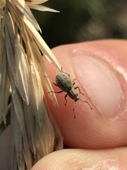 Calomycterus setarius