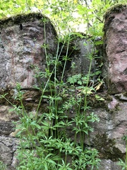 Galium aparine