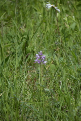 Orchis militaris