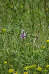 Orchis militaris