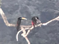 Pteroglossus inscriptus