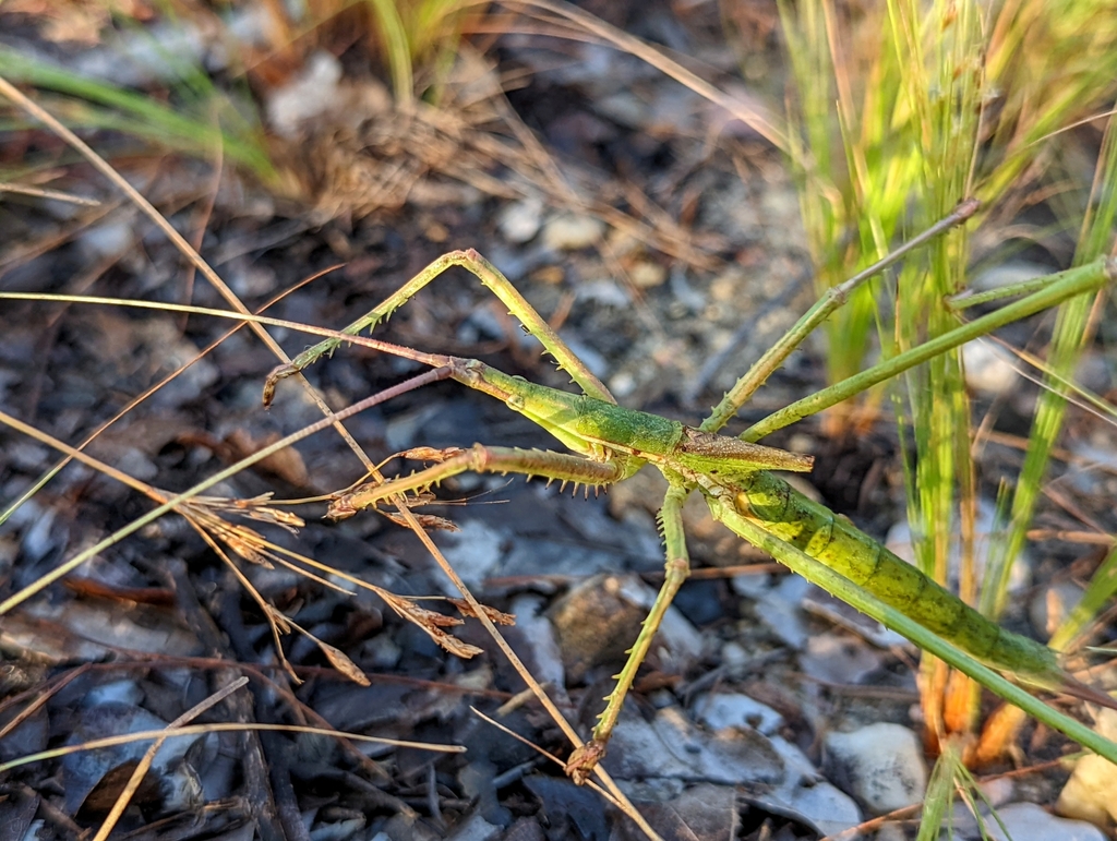 Rentz's Ambush Katydid