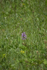 Orchis militaris