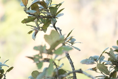 Selasphorus