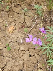 Geranium linearilobum
