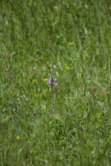 Orchis militaris
