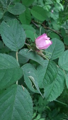 Rosa villosa