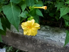 Mirabilis jalapa