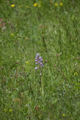 Orchis militaris