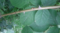 Rosa villosa