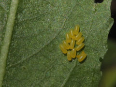 Plagiodera arizonae
