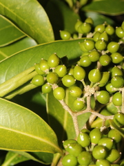 Daphnopsis americana