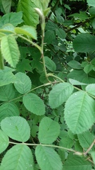 Rosa villosa