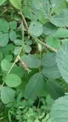 Rosa villosa