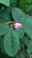 Rosa villosa