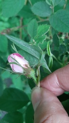 Rosa villosa