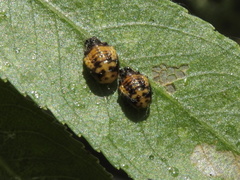 Plagiodera arizonae