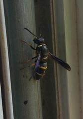 Euodynerus foraminatus