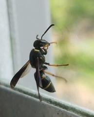 Euodynerus foraminatus