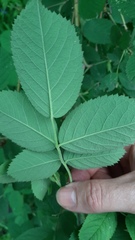 Rosa villosa