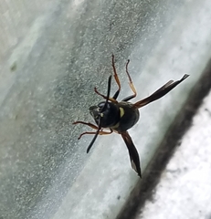 Euodynerus foraminatus